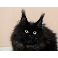 Кошка мейн-кун Excellence Alfa