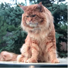 Кот мейн-кун Gr.In.Ch. Sunshine Emotions Apollon