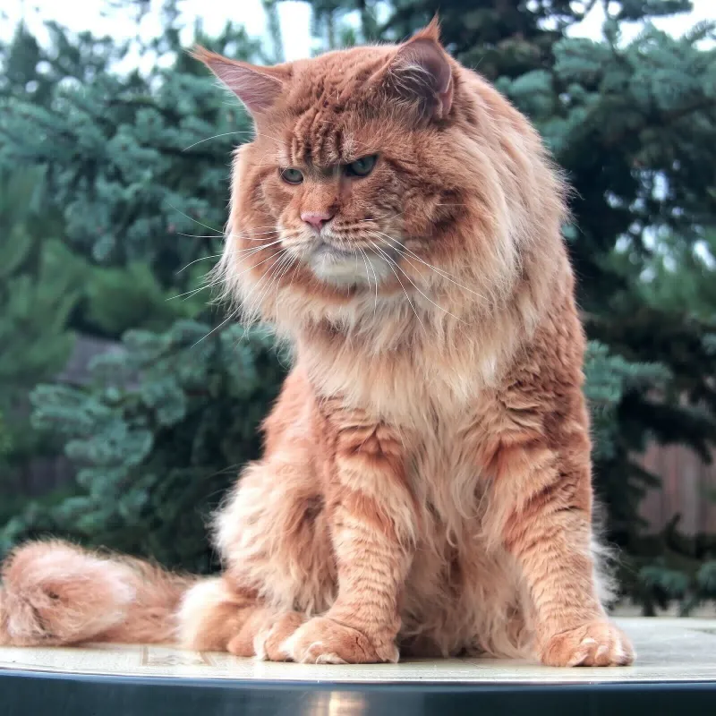 Кот мейн-кун Gr.In.Ch. Sunshine Emotions Apollon