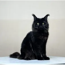 Кот мейн-кун Excellence Arkhip