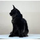 Кот мейн-кун Excellence Arkhip