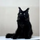 Кот мейн-кун Excellence Arkhip