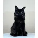 Кот мейн-кун Excellence Arkhip