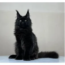 Кот мейн-кун Excellence Artemon