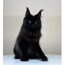 Кот мейн-кун Excellence Artemon