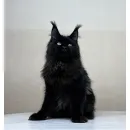Кот мейн-кун Excellence Artemon