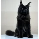 Кот мейн-кун Excellence Artemon