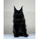 Кот мейн-кун Excellence Artemon