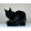 Кот мейн-кун Excellence Artemon