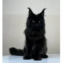 Кот мейн-кун Excellence Artemon