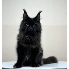 Кот мейн-кун Excellence Artemon