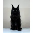 Кот мейн-кун Excellence Artemon
