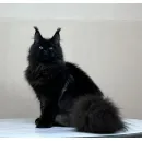 Кот мейн-кун Excellence Artemon