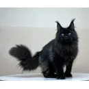 Кот мейн-кун Excellence Artemon