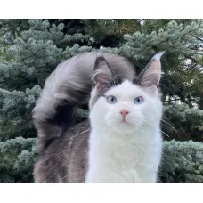 Кот мейн-кун RU*Sholigress Bugatti