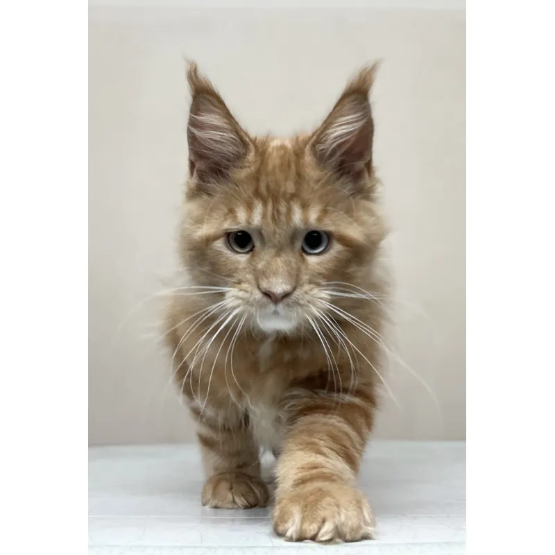 Кот мейн-кун Excellence Calvin