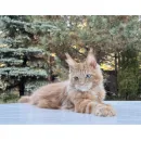 Кот мейн-кун Excellence Calvin