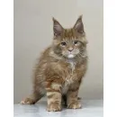 Кот мейн-кун Excellence Calvin