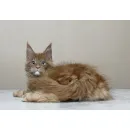 Кот мейн-кун Excellence Calvin