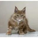 Кот мейн-кун Excellence Calvin