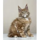 Кот мейн-кун Excellence Calvin