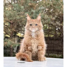 Кот мейн-кун Excellence Calvin