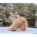 Кот мейн-кун Excellence Calvin