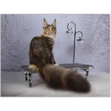 Кошка мейн-кун Vostorg’s Chelsea Star