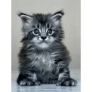 Кот мейн-кун Excellence Dark Diamond  