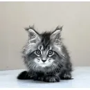 Кот мейн-кун Excellence Dark Diamond  