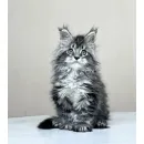 Кот мейн-кун Excellence Dark Diamond  