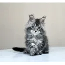 Кот мейн-кун Excellence Dark Diamond  