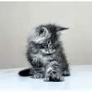 Кот мейн-кун Excellence Dark Diamond  