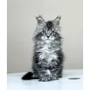 Кот мейн-кун Excellence Dark Diamond  