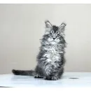 Кот мейн-кун Excellence Dark Diamond  