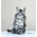 Кот мейн-кун Excellence Dark Diamond  