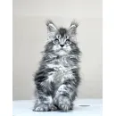 Кот мейн-кун Excellence Dark Diamond  