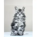 Кот мейн-кун Excellence Dark Diamond  