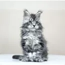 Кот мейн-кун Excellence Dark Diamond  