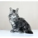 Кот мейн-кун Excellence Dark Diamond  