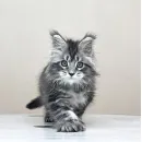 Кот мейн-кун Excellence Dark Diamond  