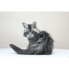 Кот мейн-кун Excellence Dark Diamond  
