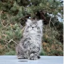 Кот мейн-кун Excellence Dark Diamond  
