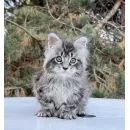 Кот мейн-кун Excellence Dark Diamond  