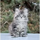 Кот мейн-кун Excellence Dark Diamond  