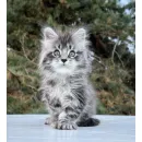 Кот мейн-кун Excellence Dark Diamond  