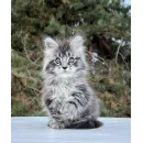 Кот мейн-кун Excellence Dark Diamond  