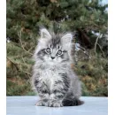 Кот мейн-кун Excellence Dark Diamond  