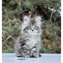 Кот мейн-кун Excellence Dark Diamond  