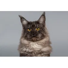 Кот мейн-кун Excellence Galant